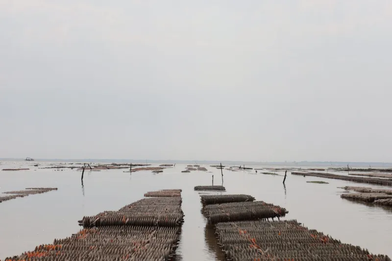 Crack One Open: The Oyster Farm Tours and Pearl Hunts Coastal Travelers Can't Stop Talking About