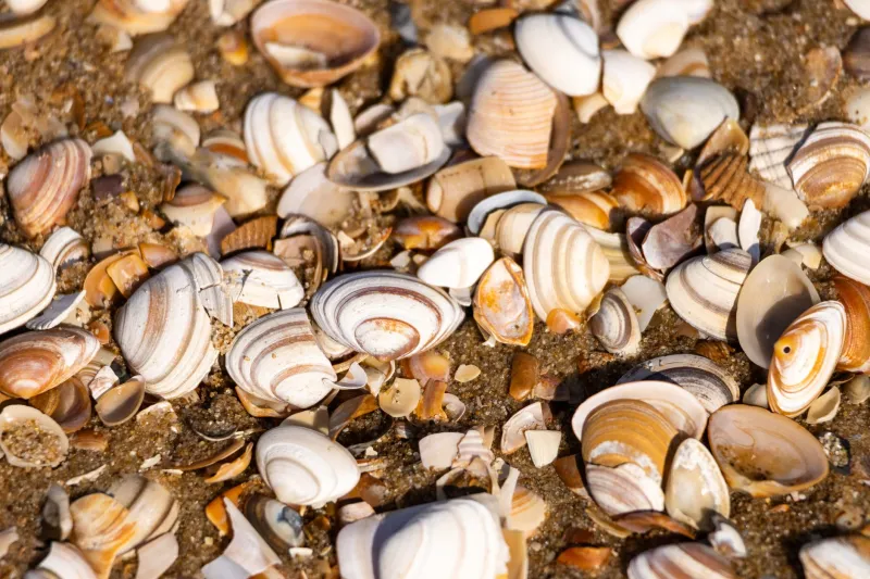 Something Strange Is Washing Ashore: The Rare Shells Showing Up on US Beaches Right Now